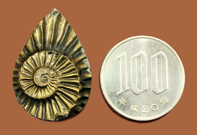 非常に珍しいアンモナイトの黄鉄鉱化ネガティブ標本、ドイツ産プレユーロセラス（Pleuroceras）。（その6）