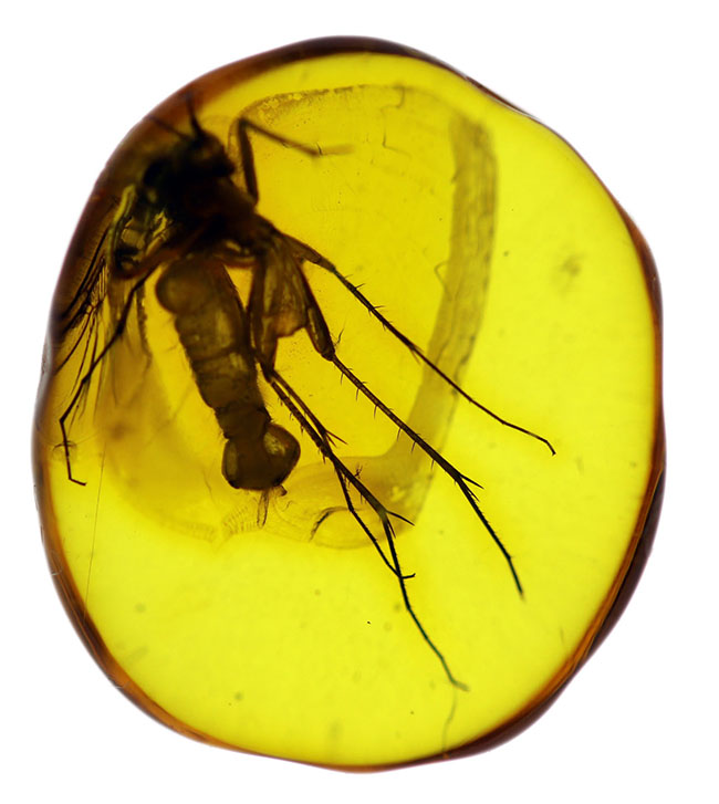珍しい!オスの生殖器が保存された雄のキノコバエ科の虫を含むバルト海産の琥珀(Amber)(その1)