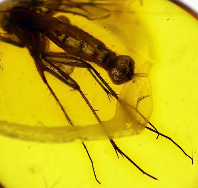 珍しい！オスの生殖器が保存された雄のキノコバエ科の虫を含むバルト海産の琥珀（Amber）（その2）