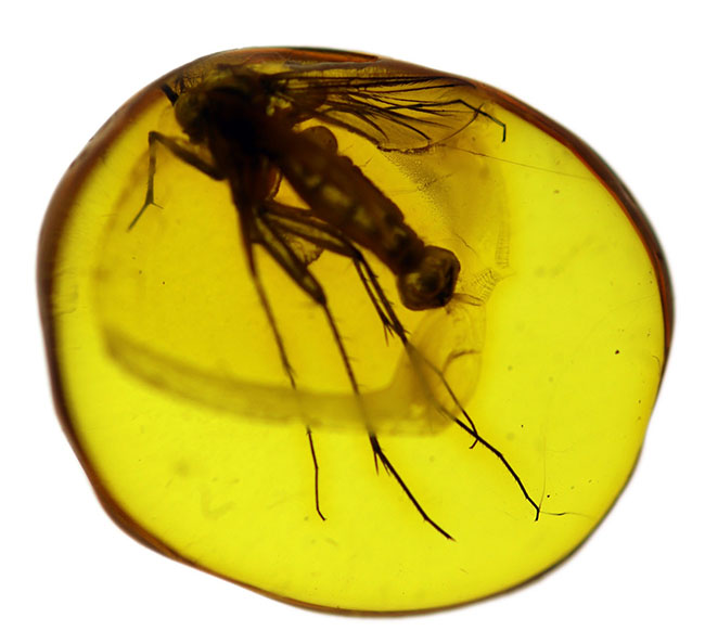 珍しい!オスの生殖器が保存された雄のキノコバエ科の虫を含むバルト海産の琥珀(Amber)(その3)