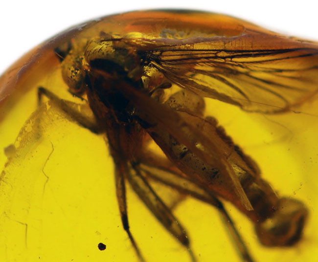 珍しい!オスの生殖器が保存された雄のキノコバエ科の虫を含むバルト海産の琥珀(Amber)(その4)