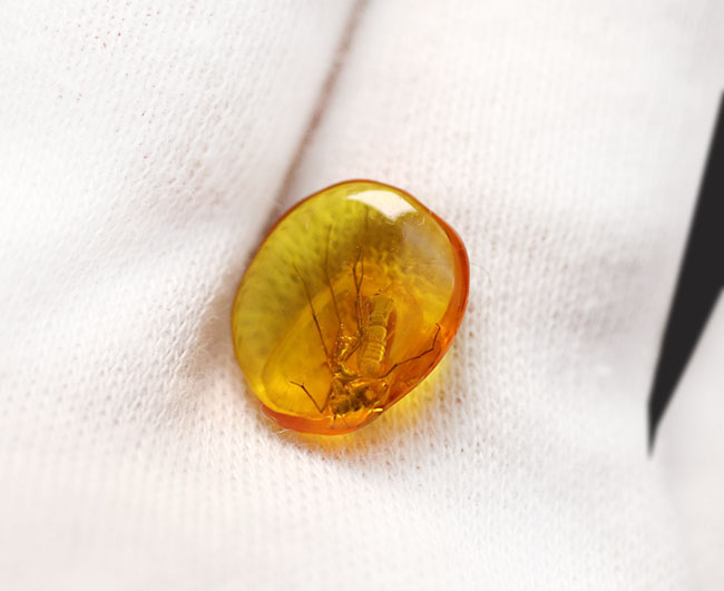 珍しい!オスの生殖器が保存された雄のキノコバエ科の虫を含むバルト海産の琥珀(Amber)(その5)