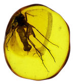 珍しい！オスの生殖器が保存された雄のキノコバエ科の虫を含むバルト海産の琥珀（Amber）