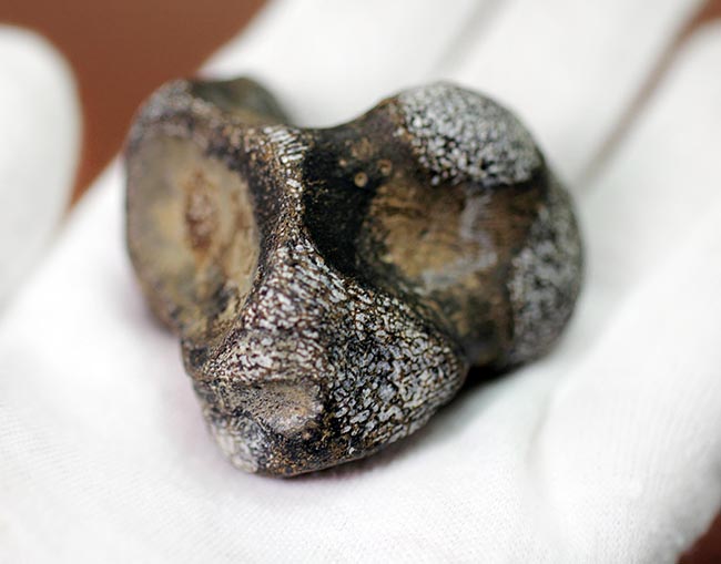 海生爬虫類ファンにご覧いただきたい。100グラムオーバー!テキサス州産のモササウルス(Mosasaurussp.)の椎骨の化石(その5)