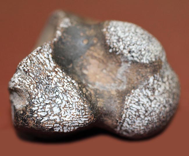 海生爬虫類ファンにご覧いただきたい。100グラムオーバー!テキサス州産のモササウルス(Mosasaurussp.)の椎骨の化石(その6)