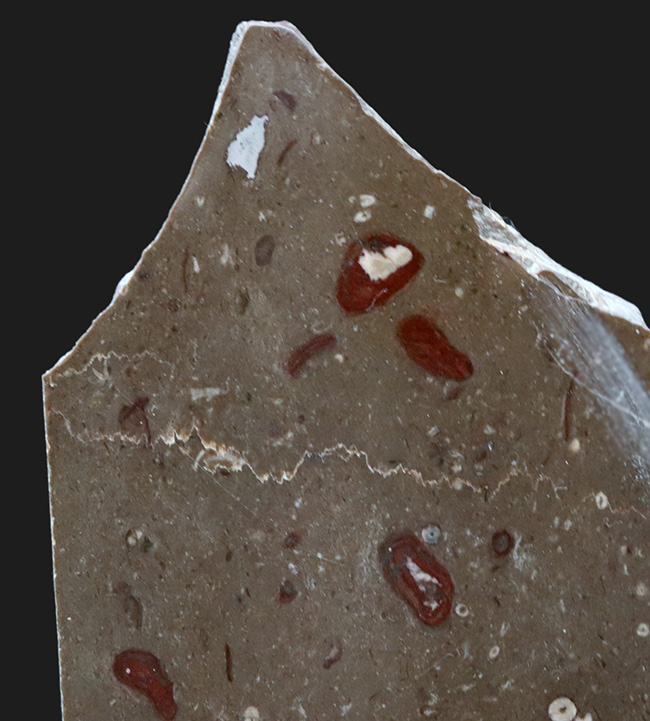 あのバージェス頁岩でも発見されている！イングランド・カンブリアから採集された石炭紀のバクテリア、ギルバネラ（Girvanella）の化石（その2）