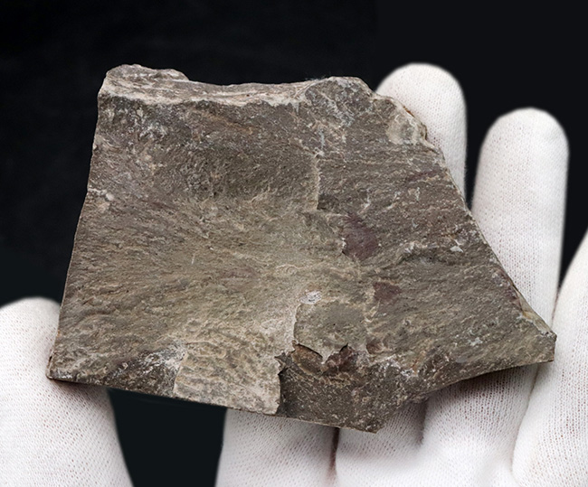 あのバージェス頁岩でも発見されている！イングランド・カンブリアから採集された石炭紀のバクテリア、ギルバネラ（Girvanella）の化石（その5）