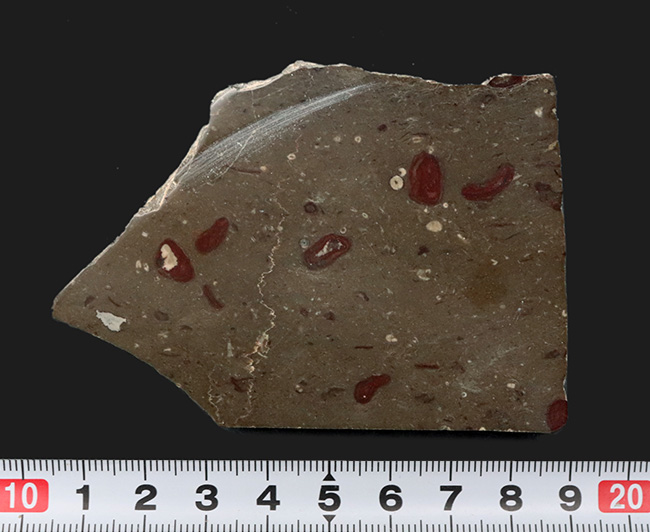あのバージェス頁岩でも発見されている！イングランド・カンブリアから採集された石炭紀のバクテリア、ギルバネラ（Girvanella）の化石（その7）