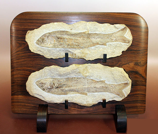 専用高級木製スタンド付き。白亜紀のブラジル産古代魚、タッリアス・アラリピス（Tharrhias araripis）（その1）