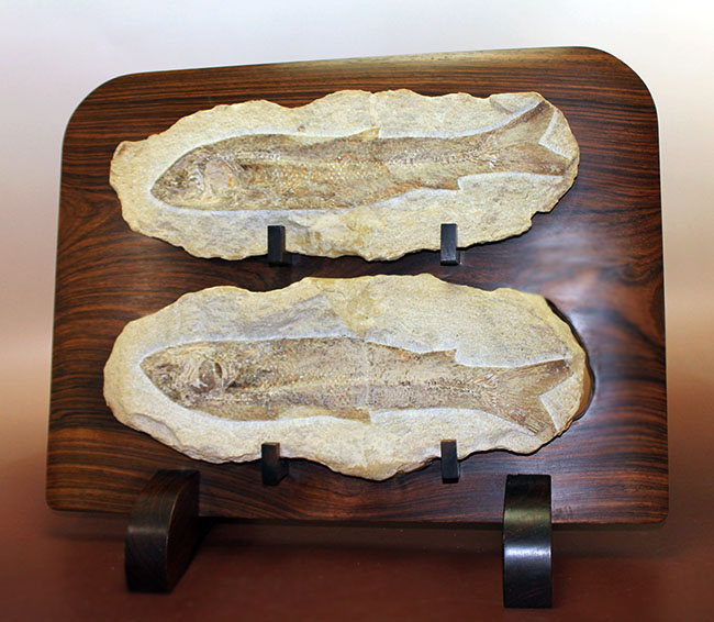 専用高級木製スタンド付き。白亜紀のブラジル産古代魚、タッリアス・アラリピス（Tharrhias araripis）（その10）
