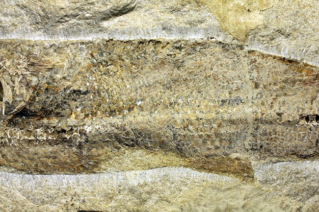 専用高級木製スタンド付き。白亜紀のブラジル産古代魚、タッリアス・アラリピス（Tharrhias araripis）（その13）