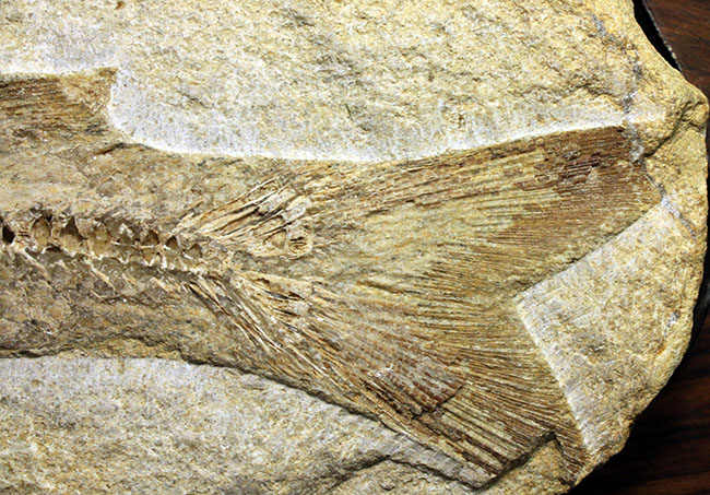 専用高級木製スタンド付き。白亜紀のブラジル産古代魚、タッリアス・アラリピス（Tharrhias araripis）（その15）