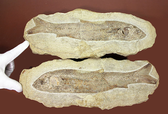 専用高級木製スタンド付き。白亜紀のブラジル産古代魚、タッリアス・アラリピス（Tharrhias araripis）（その16）
