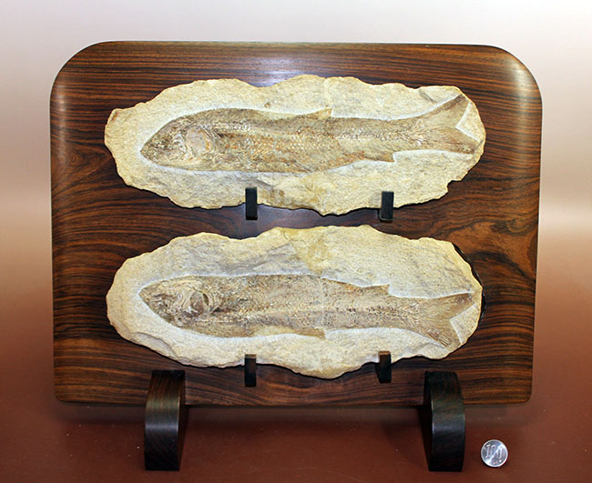 専用高級木製スタンド付き。白亜紀のブラジル産古代魚、タッリアス・アラリピス（Tharrhias araripis）（その18）