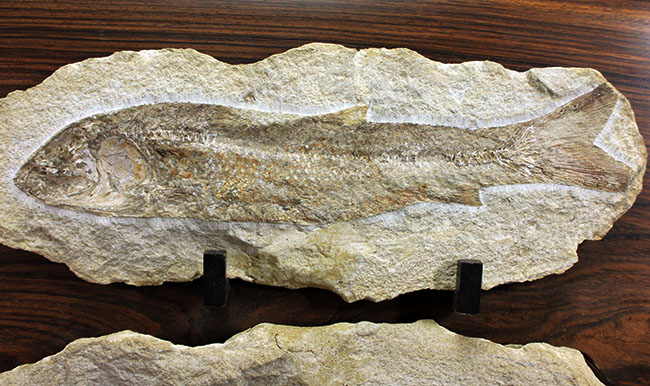 専用高級木製スタンド付き。白亜紀のブラジル産古代魚、タッリアス・アラリピス（Tharrhias araripis）（その3）