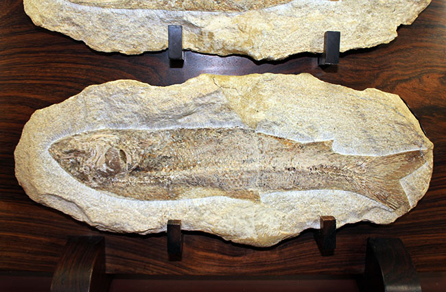 専用高級木製スタンド付き。白亜紀のブラジル産古代魚、タッリアス・アラリピス（Tharrhias araripis）（その4）