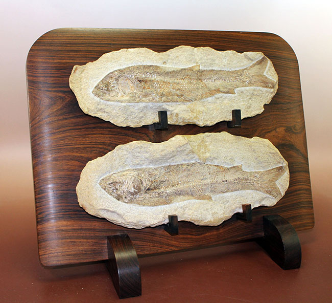専用高級木製スタンド付き。白亜紀のブラジル産古代魚、タッリアス・アラリピス（Tharrhias araripis）（その5）