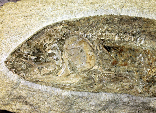 専用高級木製スタンド付き。白亜紀のブラジル産古代魚、タッリアス・アラリピス（Tharrhias araripis）（その6）