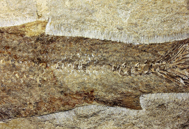 専用高級木製スタンド付き。白亜紀のブラジル産古代魚、タッリアス・アラリピス（Tharrhias araripis）（その8）