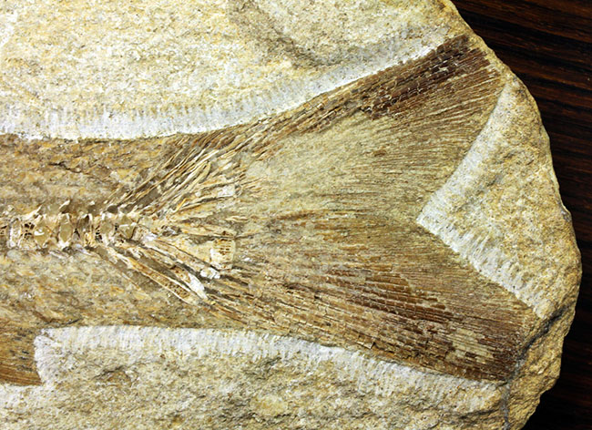 専用高級木製スタンド付き。白亜紀のブラジル産古代魚、タッリアス・アラリピス（Tharrhias araripis）（その9）