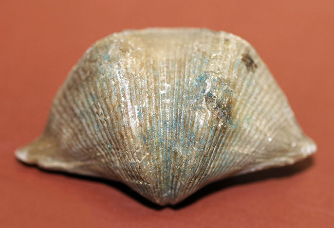 ロシア産腕足類化石(Cyrtospirifer rudkinensis)(その1)