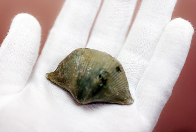 ロシア産腕足類化石(Cyrtospirifer rudkinensis)(その10)