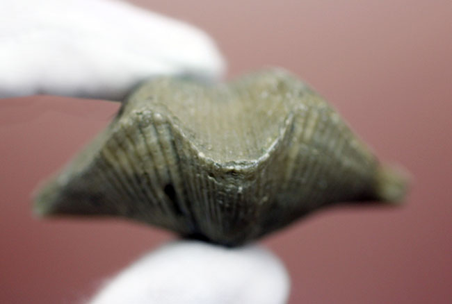 ロシア産腕足類化石(Cyrtospirifer rudkinensis)(その11)