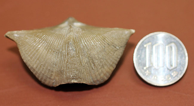 ロシア産腕足類化石(Cyrtospirifer rudkinensis)(その13)