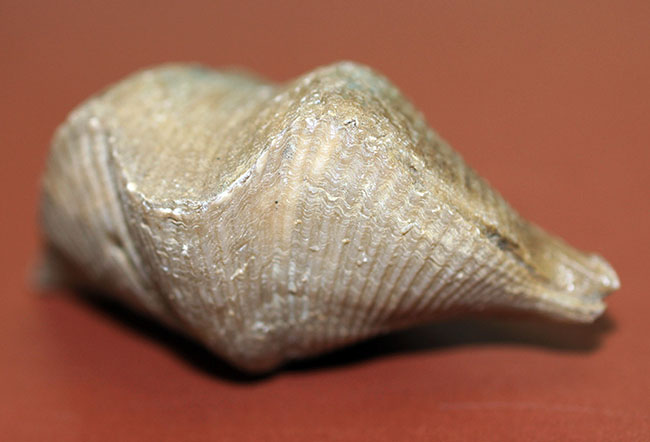 ロシア産腕足類化石（Cyrtospirifer rudkinensis）（その2）