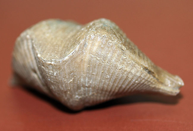 ロシア産腕足類化石(Cyrtospirifer rudkinensis)(その2)