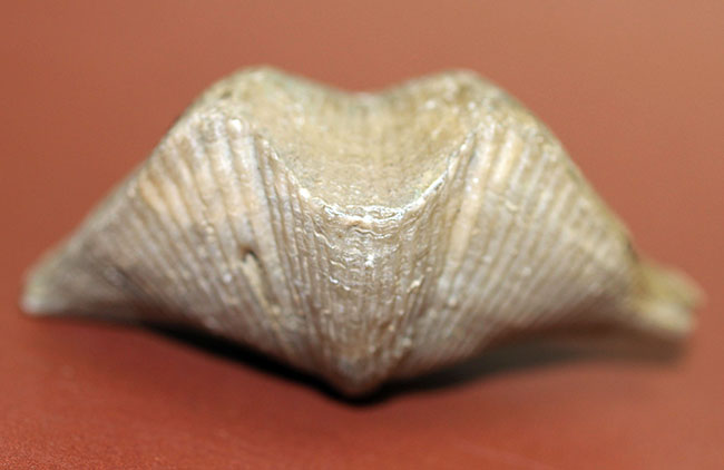 ロシア産腕足類化石(Cyrtospirifer rudkinensis)(その3)