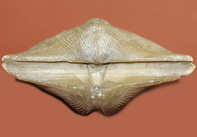 ロシア産腕足類化石（Cyrtospirifer rudkinensis）（その4）