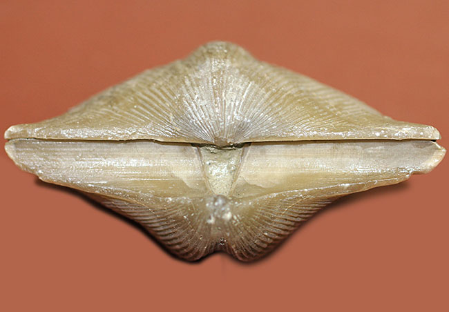ロシア産腕足類化石(Cyrtospirifer rudkinensis)(その4)