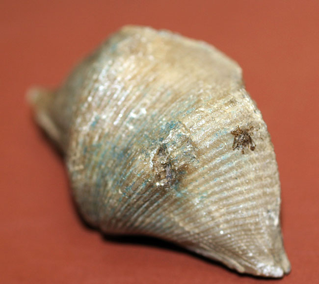 ロシア産腕足類化石(Cyrtospirifer rudkinensis)(その5)