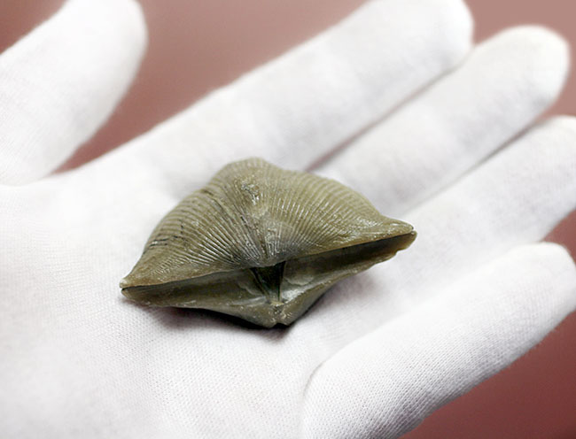 ロシア産腕足類化石(Cyrtospirifer rudkinensis)(その6)