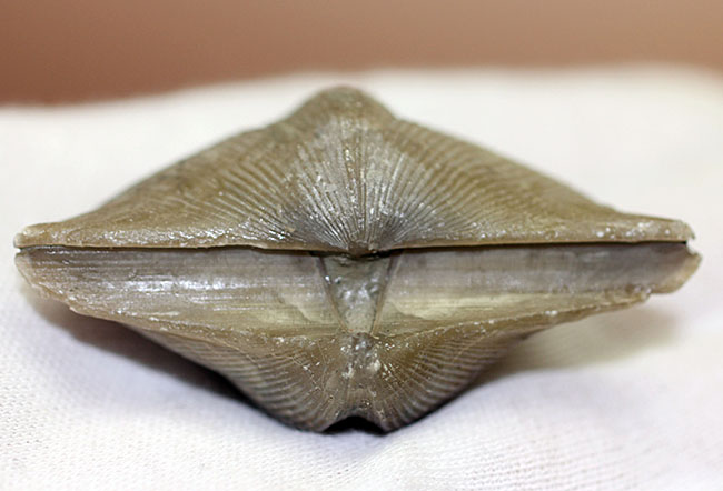 ロシア産腕足類化石(Cyrtospirifer rudkinensis)(その7)