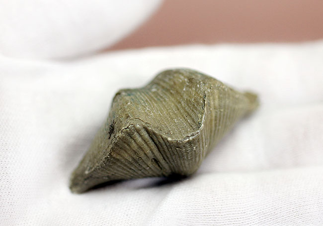 ロシア産腕足類化石(Cyrtospirifer rudkinensis)(その8)