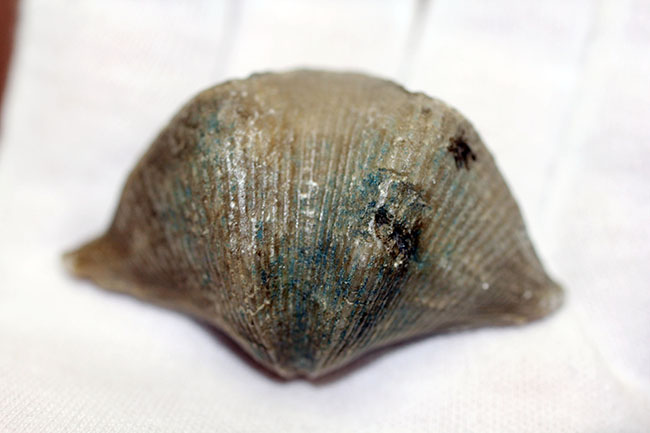 ロシア産腕足類化石(Cyrtospirifer rudkinensis)(その9)