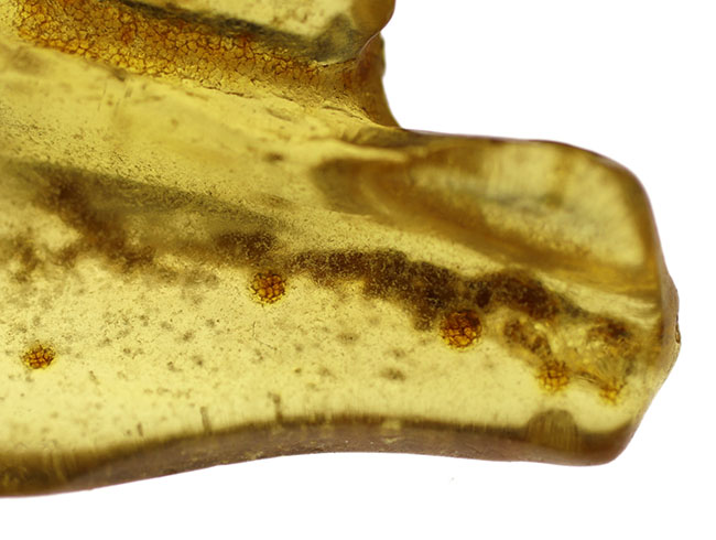 レア！レモンイエローを呈する大サイズの標本。コロンビア産のコーパル（Copal）（その8）