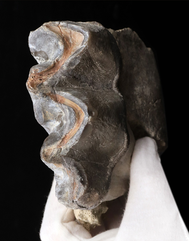 マニアック&レア!複数の歯と顎骨からなる、古代の絶滅巨大獣、ブロントテリウム(Brontotherium)の歯化石(その1)