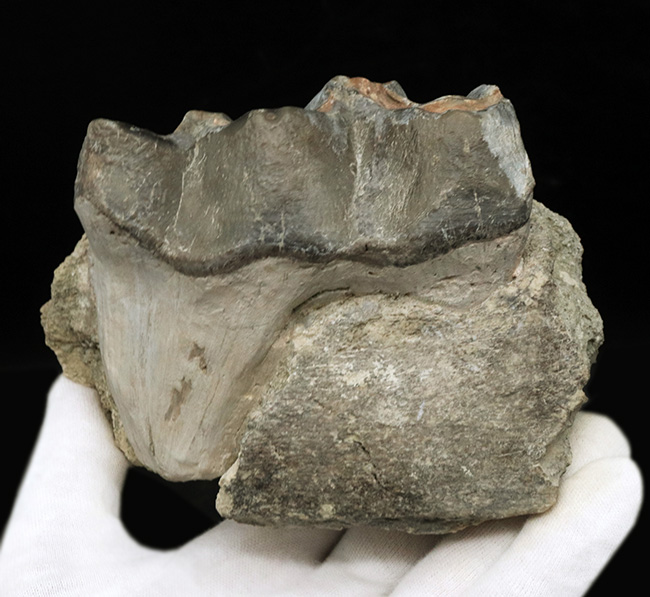 マニアック&レア!複数の歯と顎骨からなる、古代の絶滅巨大獣、ブロントテリウム(Brontotherium)の歯化石(その2)