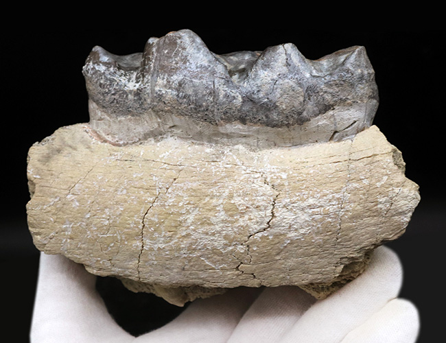 マニアック&レア!複数の歯と顎骨からなる、古代の絶滅巨大獣、ブロントテリウム(Brontotherium)の歯化石(その4)