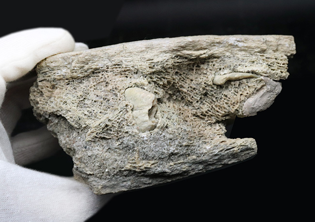 マニアック&レア!複数の歯と顎骨からなる、古代の絶滅巨大獣、ブロントテリウム(Brontotherium)の歯化石(その6)
