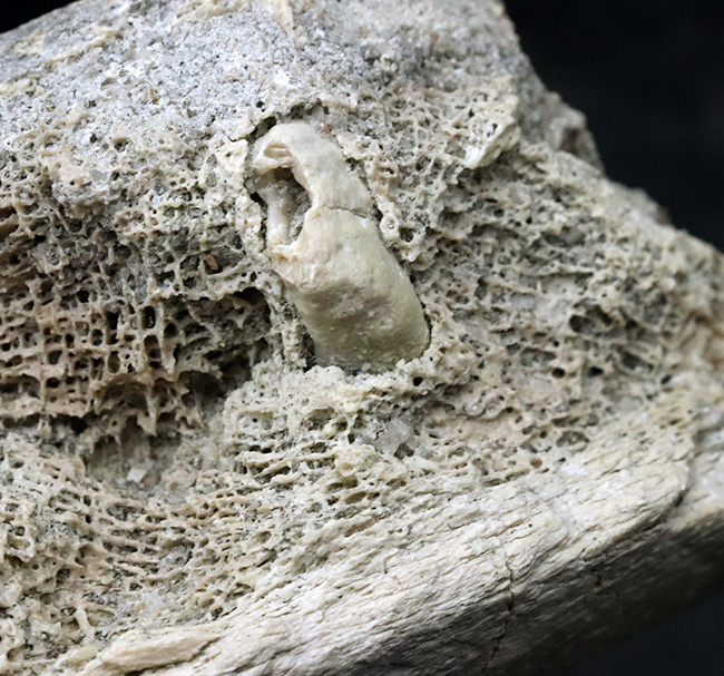 マニアック&レア!複数の歯と顎骨からなる、古代の絶滅巨大獣、ブロントテリウム(Brontotherium)の歯化石(その7)
