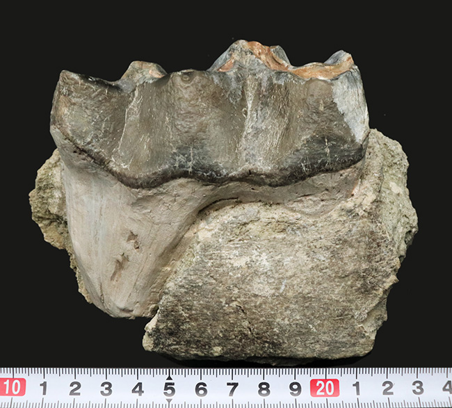 マニアック&レア!複数の歯と顎骨からなる、古代の絶滅巨大獣、ブロントテリウム(Brontotherium)の歯化石(その8)
