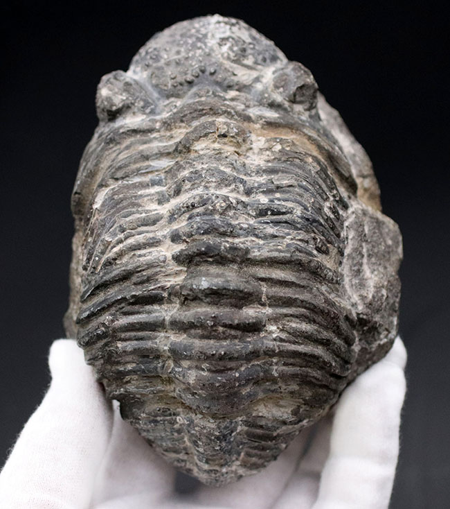 オールドコレクション、背周り計測175ミリの特大三葉虫、ファコプス・アフリカヌス(Phacops africanus)。補修が一部に限られたナチュラルな品。(その1)