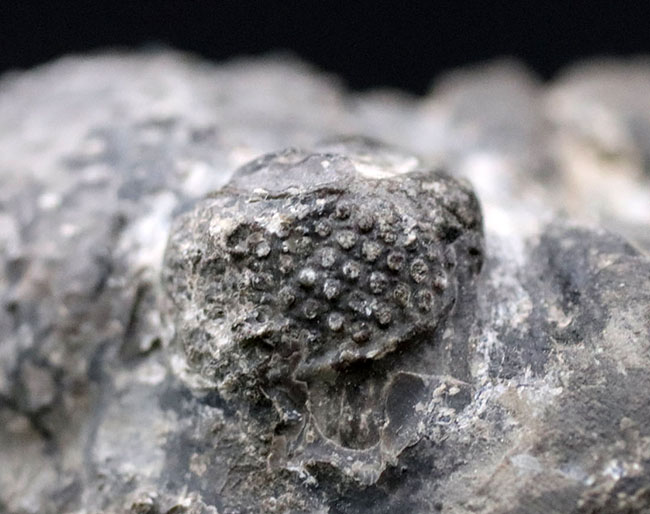 オールドコレクション、背周り計測175ミリの特大三葉虫、ファコプス・アフリカヌス(Phacops africanus)。補修が一部に限られたナチュラルな品。(その10)