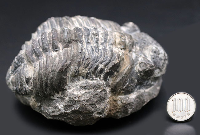 オールドコレクション、背周り計測175ミリの特大三葉虫、ファコプス・アフリカヌス(Phacops africanus)。補修が一部に限られたナチュラルな品。(その14)