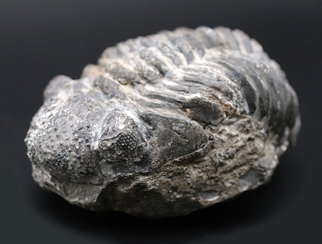 オールドコレクション、背周り計測175ミリの特大三葉虫、ファコプス・アフリカヌス(Phacops africanus)。補修が一部に限られたナチュラルな品。(その2)
