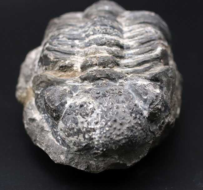 オールドコレクション、背周り計測175ミリの特大三葉虫、ファコプス・アフリカヌス(Phacops africanus)。補修が一部に限られたナチュラルな品。(その3)